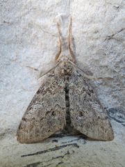 Dasychira vagans