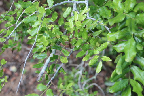 Zulu Podberry (Dialium schlechteri)