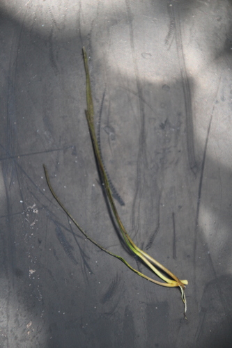 Species Code: Hu (Halodule uninervis)