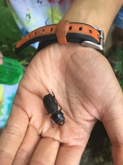 Dorcus parallelus