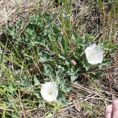 Calystegia subacaulis subacaulis