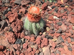 Melocactus