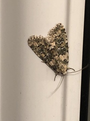 Bryophila domestica