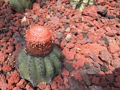 Melocactus