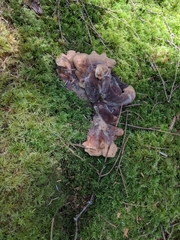 Gyromitra esculenta