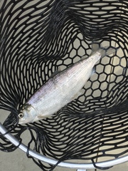 Coregonus artedi