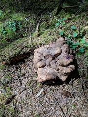 Gyromitra esculenta