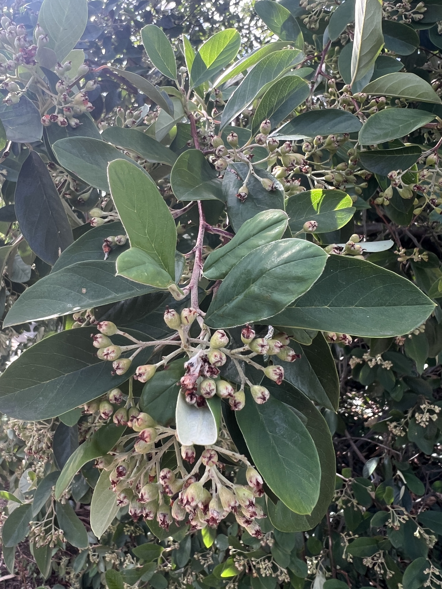 Imagem de Cotoneaster