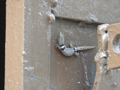 Sphaerodactylus glaucus