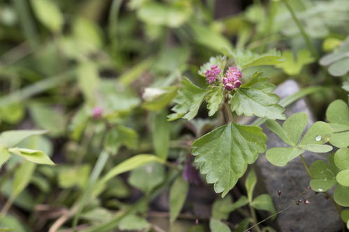 Image of Nanocnide japonica by (c) Licheng Shih, some rights reserved (CC BY)