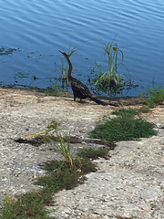 Anhinga anhinga image