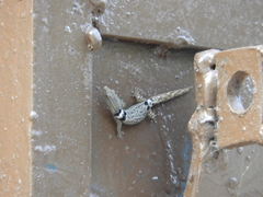 Sphaerodactylus glaucus