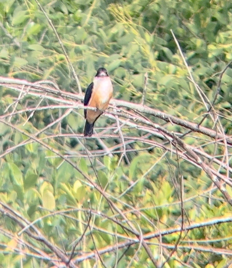 Black-capped Kingfisher
