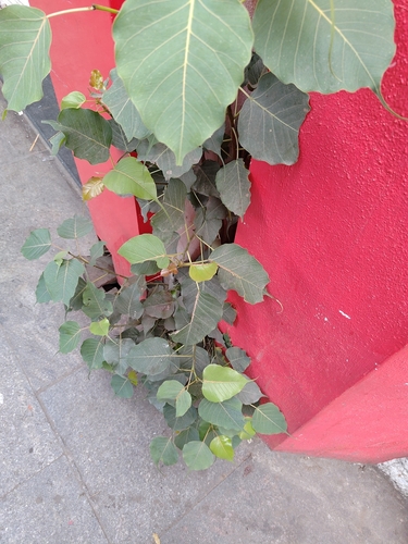 Foto de Figueira-sagrada