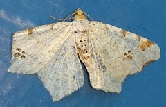 Macaria notata