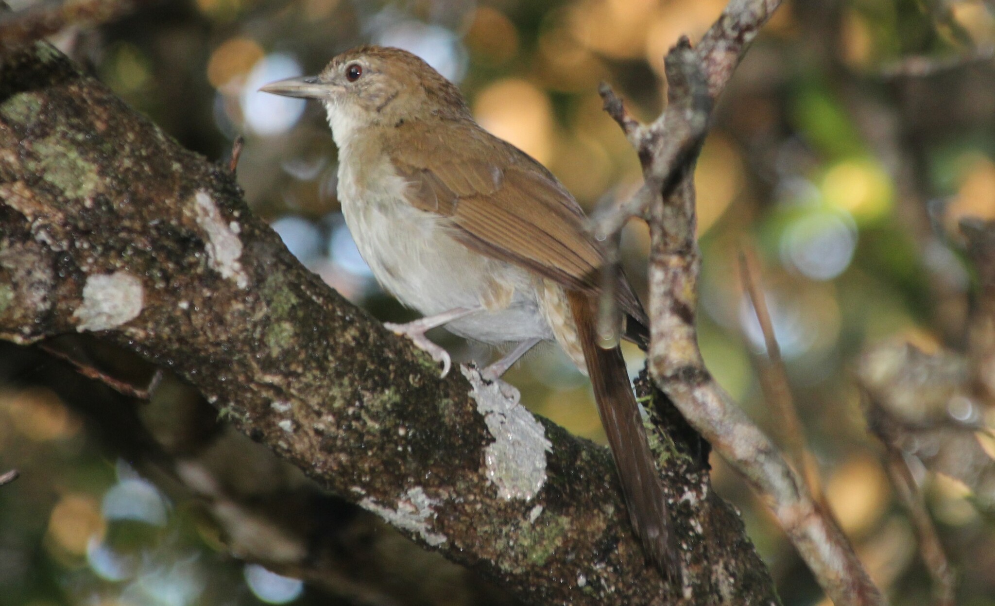 Terrestrial Brownbul (Phyllastrephus terrestris), photo 4