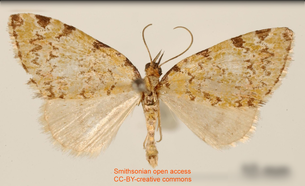 Hydriomena serrilinearia