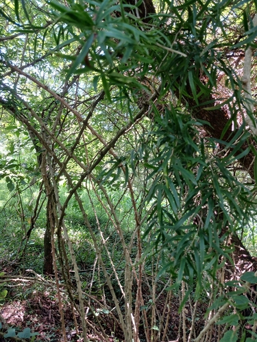 Foto de Aspargo