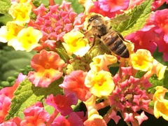 Apis mellifera