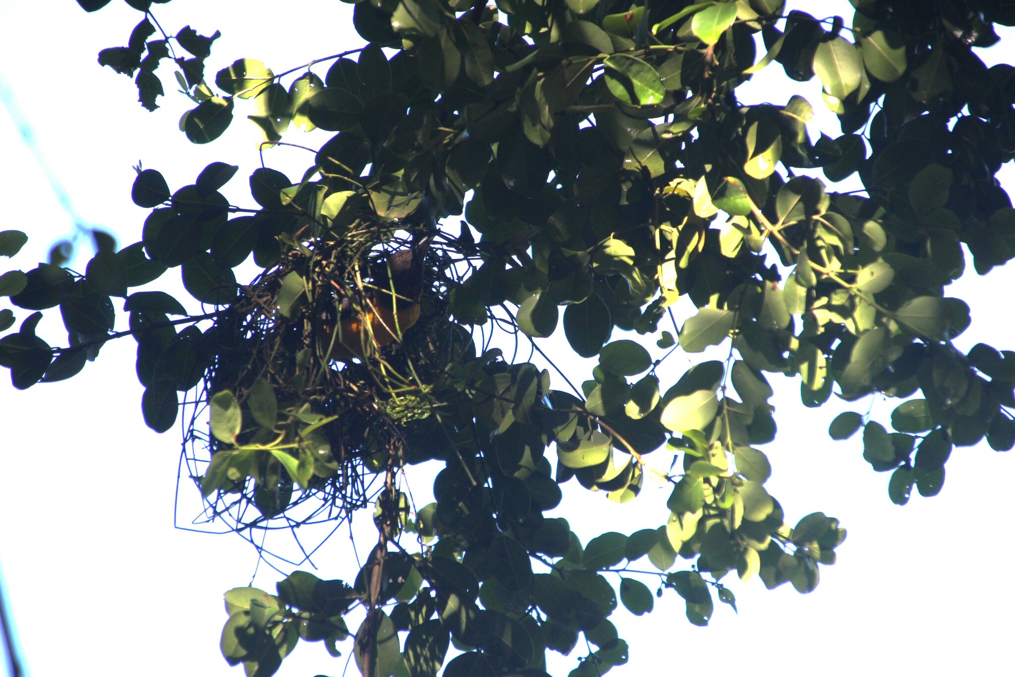 Dark-backed Weaver (Ploceus bicolor), photo 4