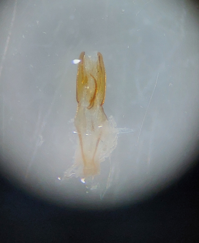 European Earwig