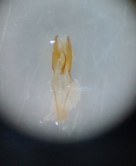 European Earwig