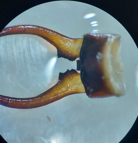 European Earwig photo 3