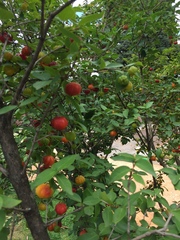 Malpighia glabra