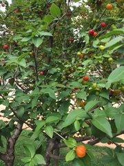 Malpighia glabra