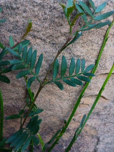 Grampians boronia (Boronia latipinna)