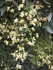 Styphnolobium