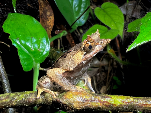Asian Horned Frog, Megophrys montana