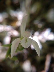 Triphora trianthophoros trianthophoros