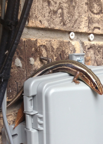 Five-Lined Skink (Reptiles and Amphibians of Ninety Six