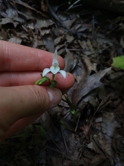 Triphora trianthophoros trianthophoros