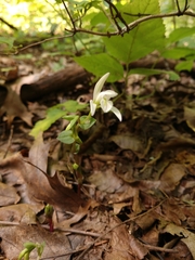 Triphora trianthophoros trianthophoros