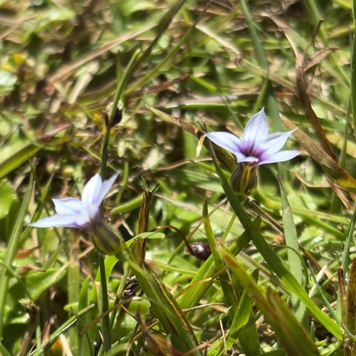 Foto de Puxirum