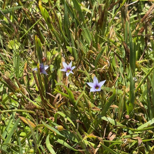 Foto de Puxirum
