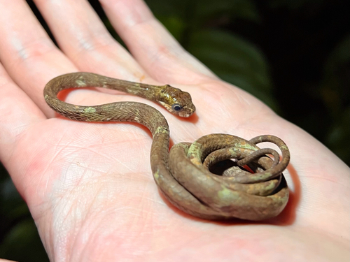 Blunthead Slug Snake