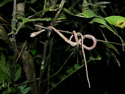 Blunthead Slug Snake