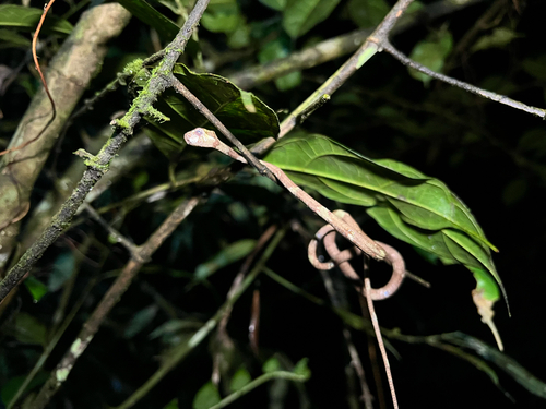 Blunthead Slug Snake