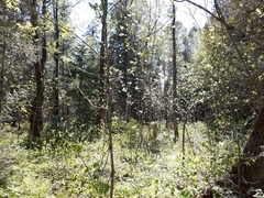 Fraxinus nigra image