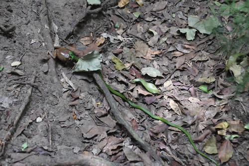 Eastern Green Snake