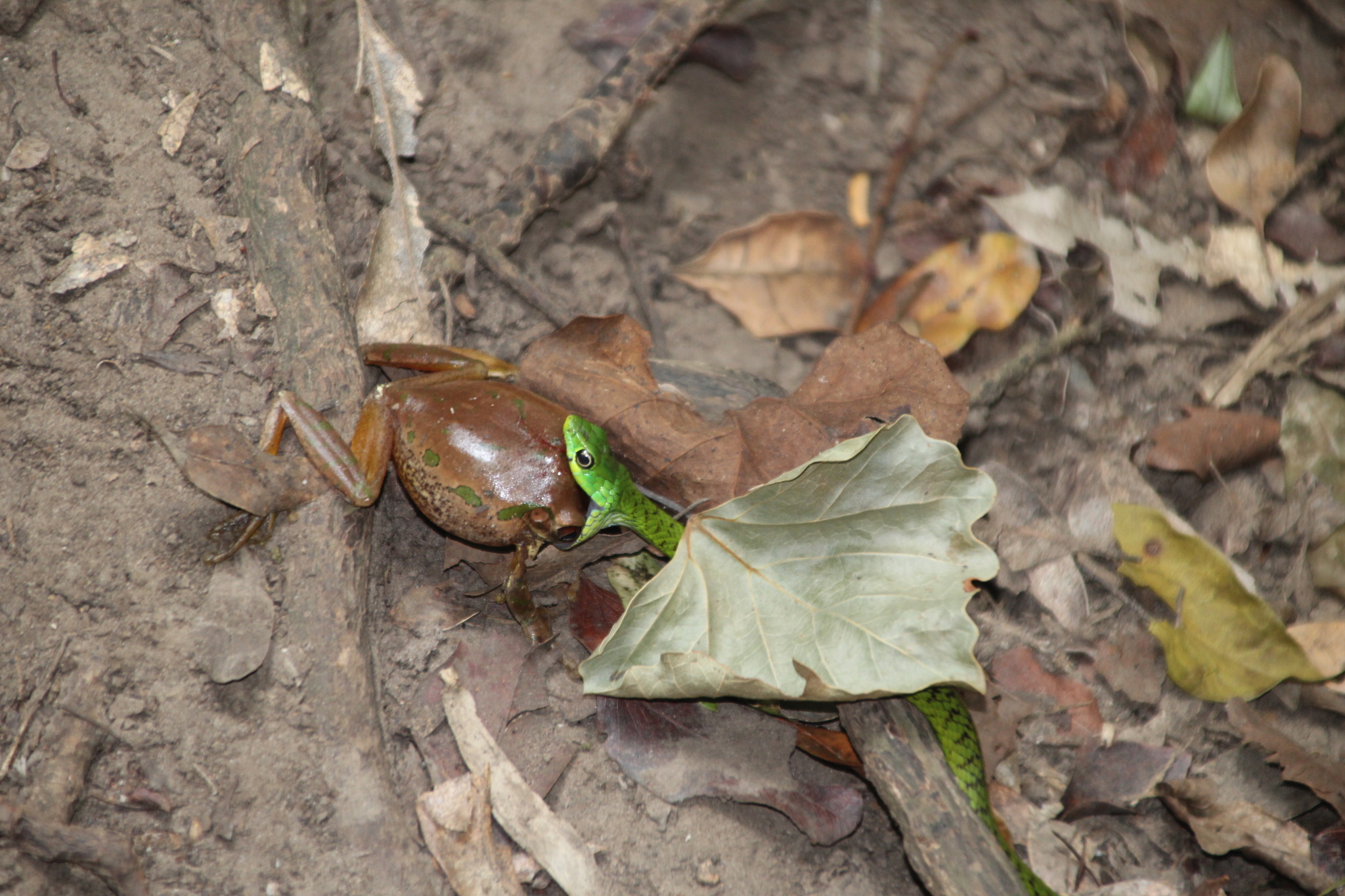 Leptopelis natalensis (Smith, 1849)