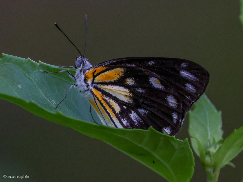 Caper White (Belenois java)