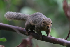 Black-Striped Squirrel photo 4