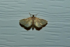 Blepharomastix ranalis