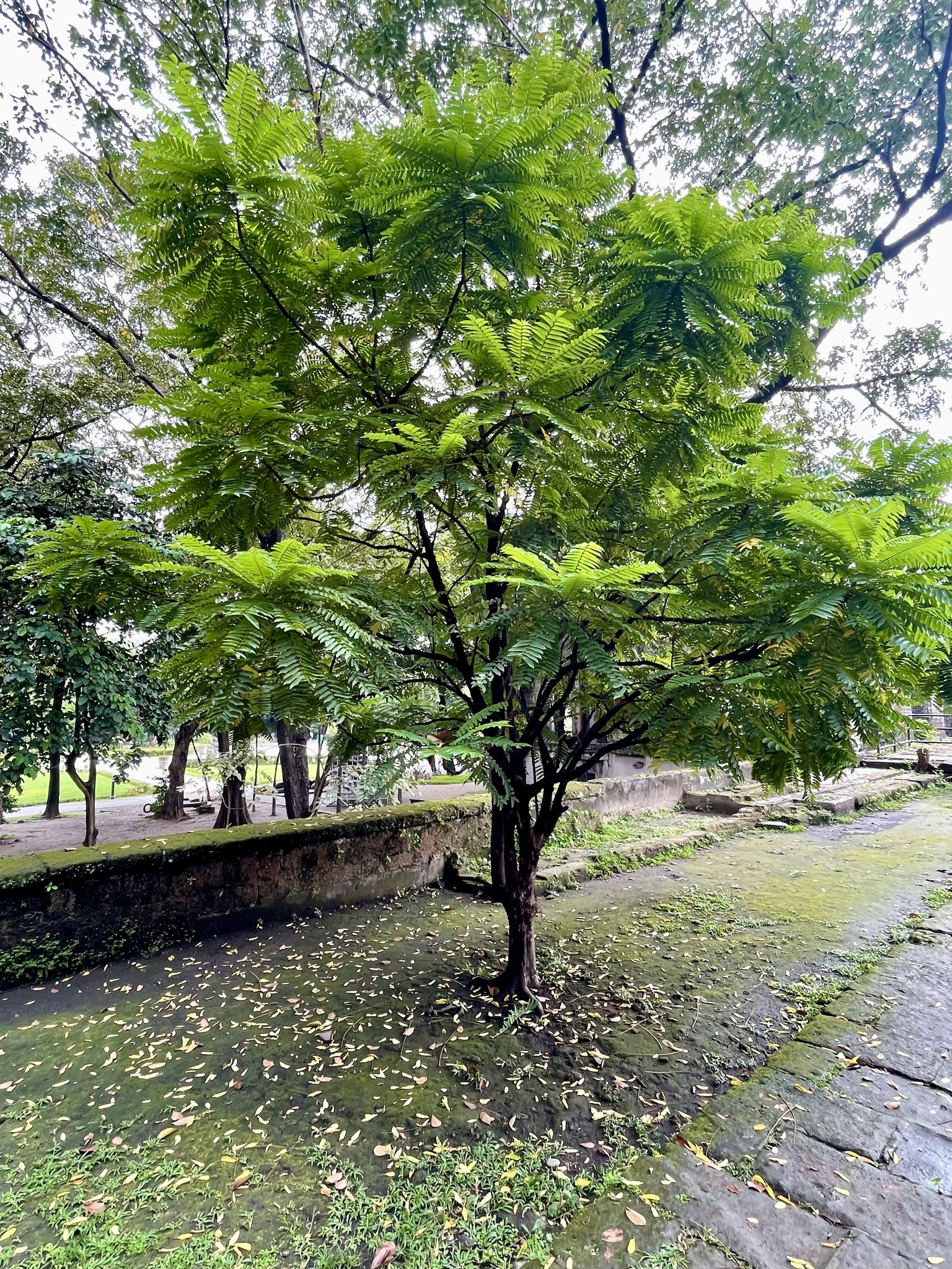 Imagem de Bilimbi