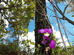 Bletia macristhmochila