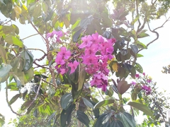 Meriania nobilis
